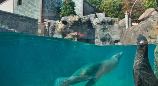 Marine mammal - Wholphin