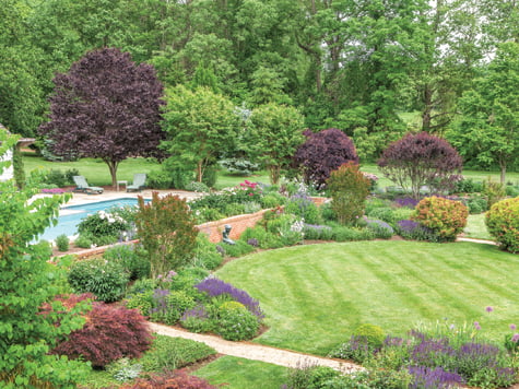 Japanese maple - Yard