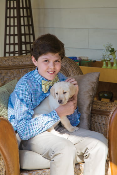 Labrador Retriever - Dog breed