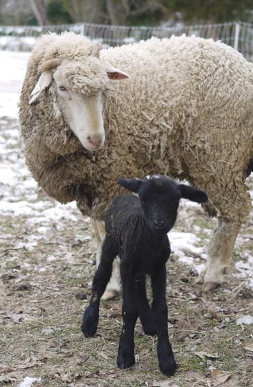 Sheep - Lamb and mutton