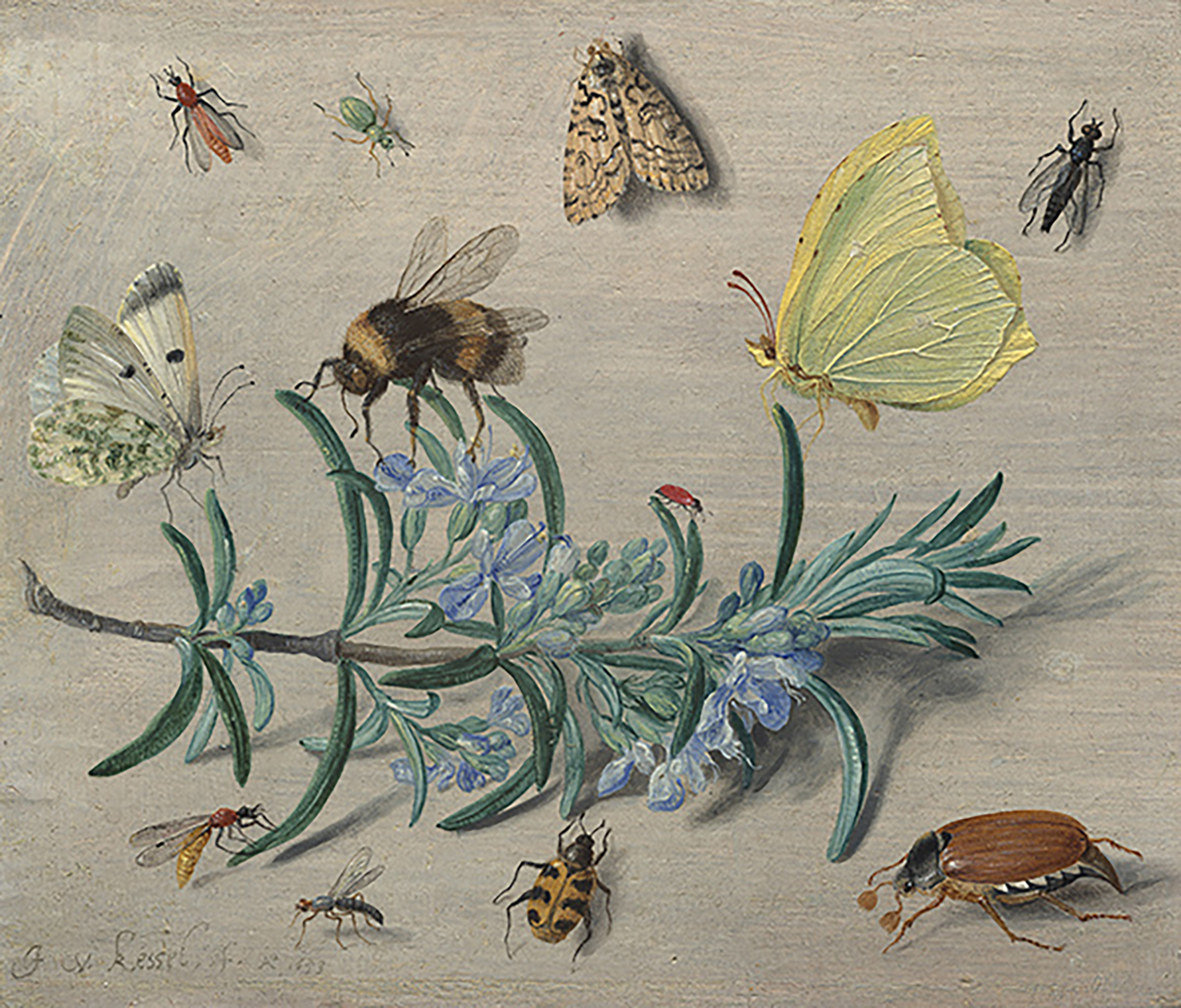 insects nga